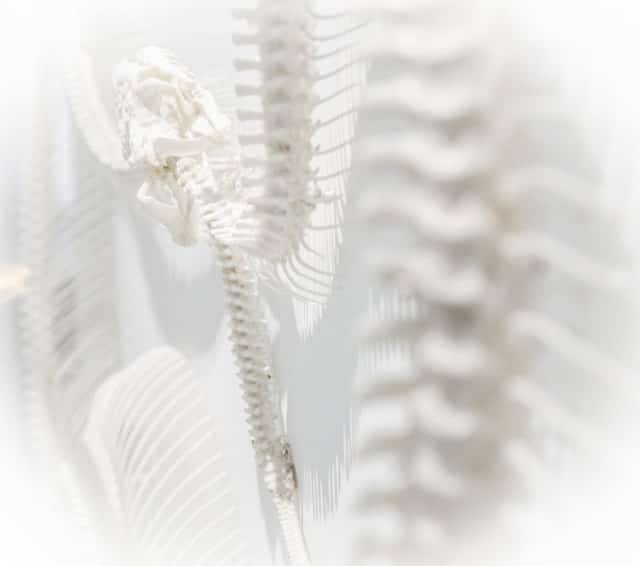 White spine models in an anatomy display
