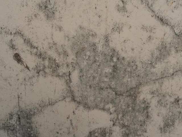 Mould and damp on a textured wall