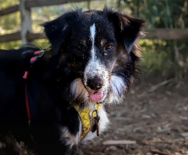 Dog wearing a leash outdoors
