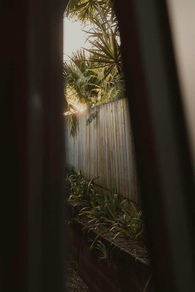 Sunlit wooden fence beside a residential garden