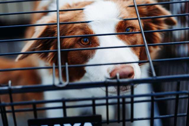 Dog behind wire kennel bars