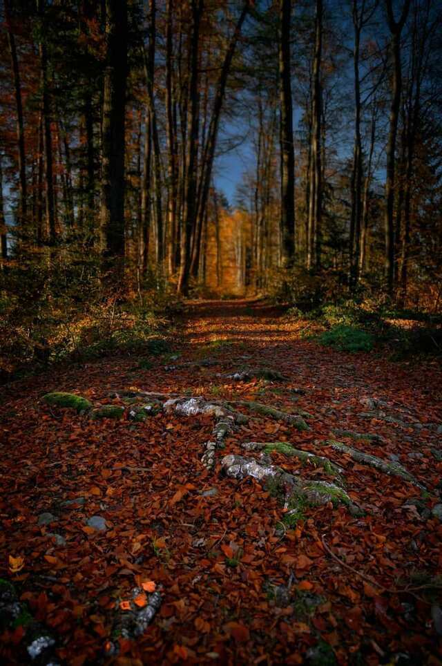 Autumn leaves on a forest path