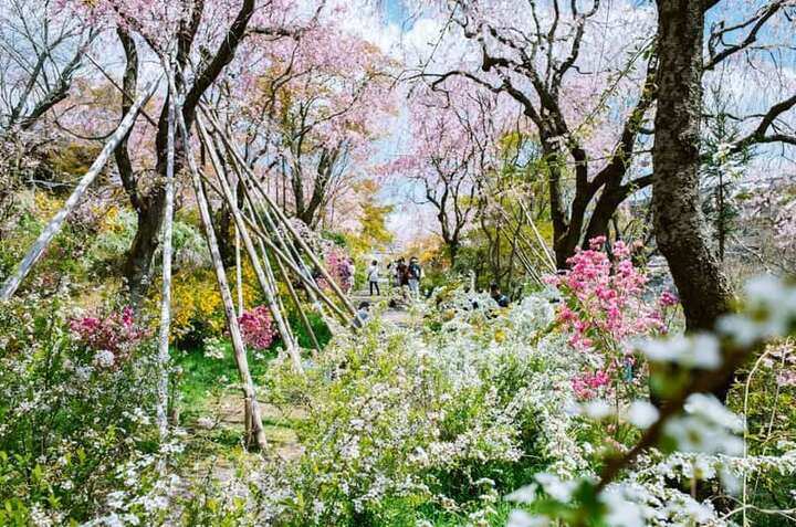 Cherry blossom garden path in spring