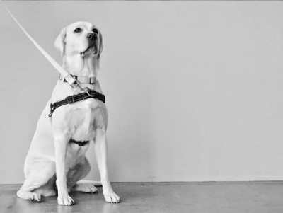 Dog wearing a harness with a lead attached