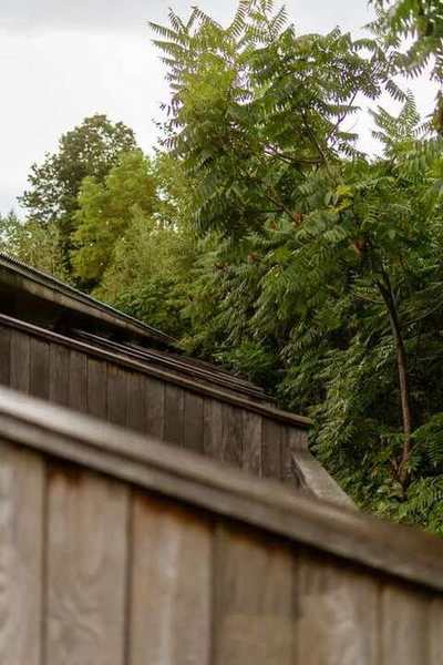 Wooden fence panels along a garden boundary