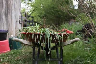 Wheelbarrow filled with leafy plants in a garden