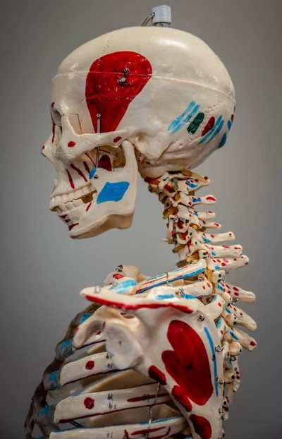 Anatomical skeleton model