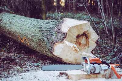 Chainsaw beside a freshly cut tree trunk